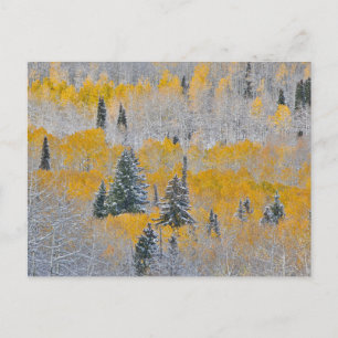 Herbstfarben von Aspens & Fresh Snow Keebler Pass Postkarte