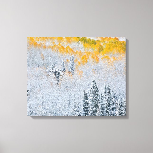 Herbstfarben von Aspens | Rocky Mountains, Colorad Leinwanddruck (Vorderseite)