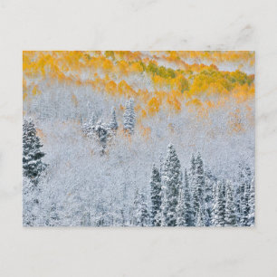 Herbstfarben von Aspens   Rocky Mountains, Colorad Postkarte
