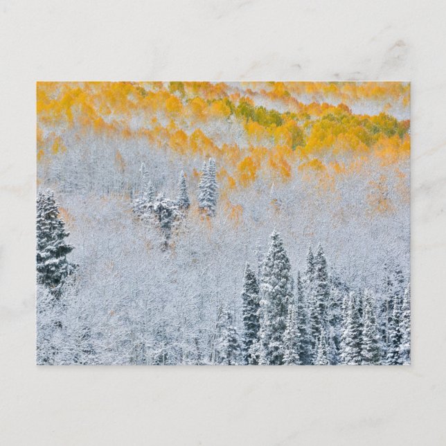 Herbstfarben von Aspens | Rocky Mountains, Colorad Postkarte (Vorderseite)