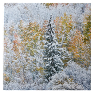 Herbstfarben von Aspens & Snow Keebler Pass Fliese
