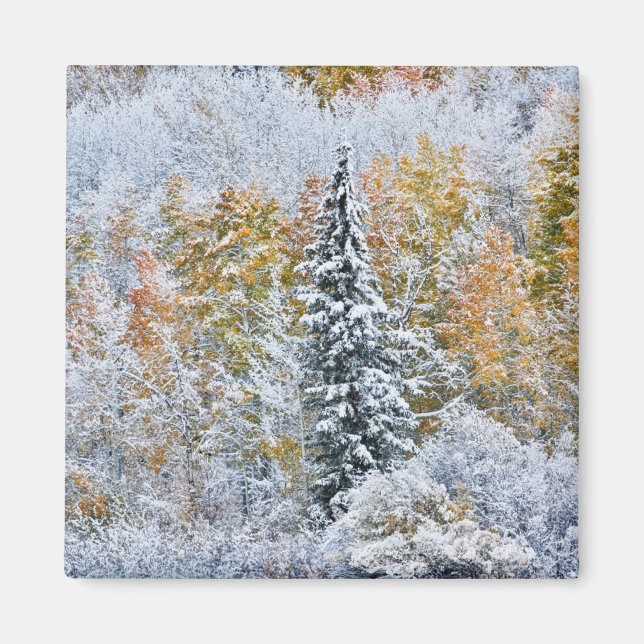 Herbstfarben von Aspens & Snow Keebler Pass Magnet (Vorne)
