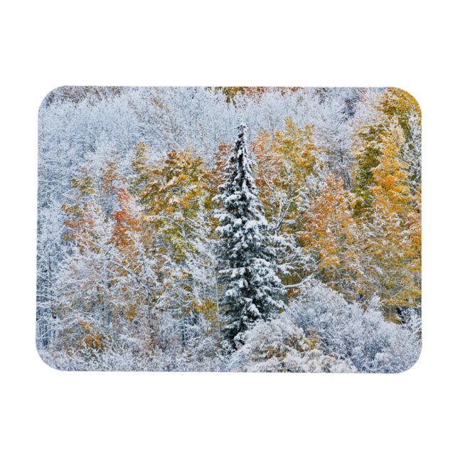 Herbstfarben von Aspens & Snow Keebler Pass Magnet (Horizontal)