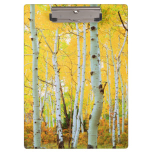 Herbstfarben von Espen 1 Klemmbrett
