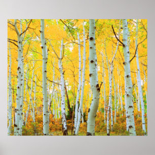 Herbstfarben von Espen 1 Poster