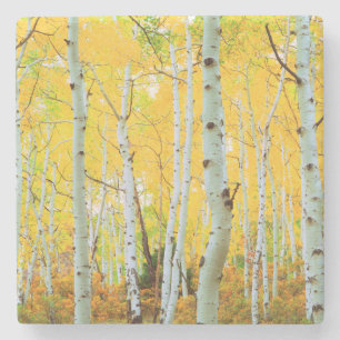 Herbstfarben von Espen 1 Steinuntersetzer