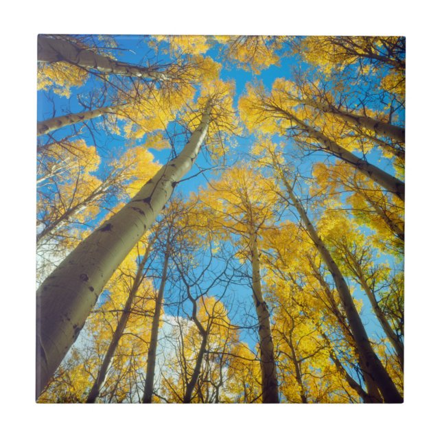 Herbstfarben von Espen 2 Fliese (Vorderseite)