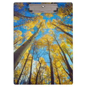 Herbstfarben von Espen 2 Klemmbrett