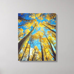 Herbstfarben von Espen 2 Leinwanddruck