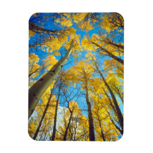 Herbstfarben von Espen 2 Magnet