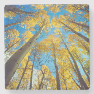 Herbstfarben von Espen 2 Steinuntersetzer