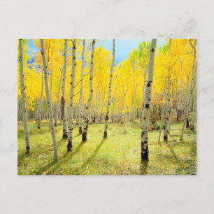 Herbstfarben von Espen 4 Postkarte