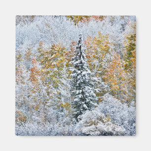 Herbstfarben von Espen & Schnee Keebler Pass Magnet