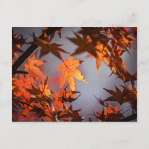 Herbstfarbenwunder Postkarte