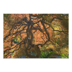 Herbstfärbung Ahorbäume, Victoria, Britisch Fotodruck