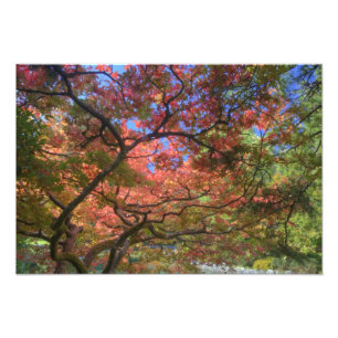 Herbstfärbung Ahorbbäume, Victoria, British 3 Fotodruck
