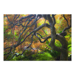 Herbstfärbung Ahornbäume, Victoria, British 2 Fotodruck