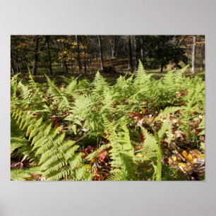 Herbstfarne Poster