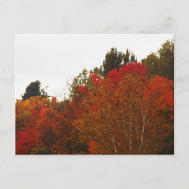 Herbstfeld Adirondacks Bäume Landschaft Postkarte (Vorderseite)