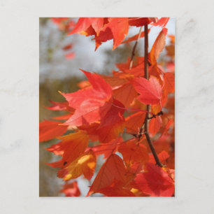 Herbstfeuer Postkarte