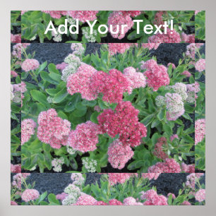 Herbstfreude Sedum Blumengarten Pflanze Rosa Grün Poster