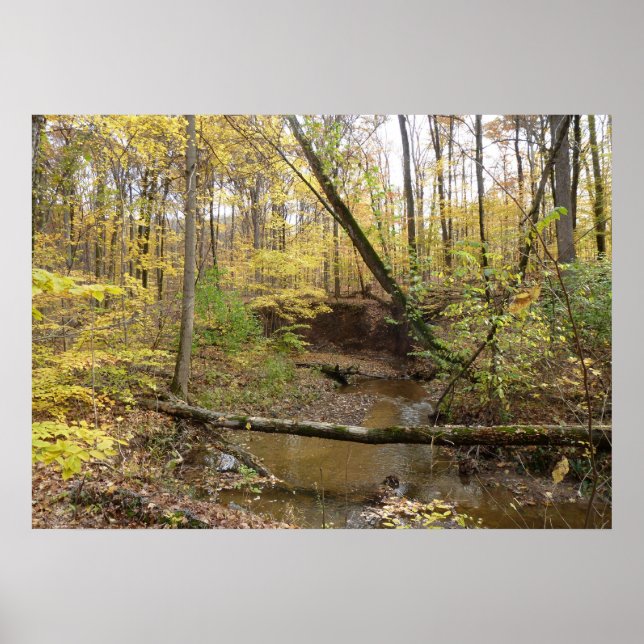 Herbstgelbe Bäume am Fluss Poster (Vorne)