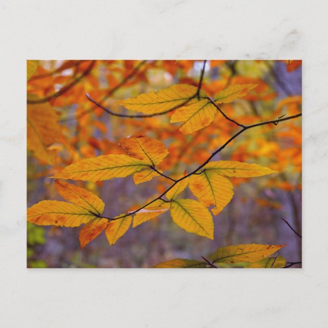 Herbstgelbe Blätter Postkarte (Vorderseite)