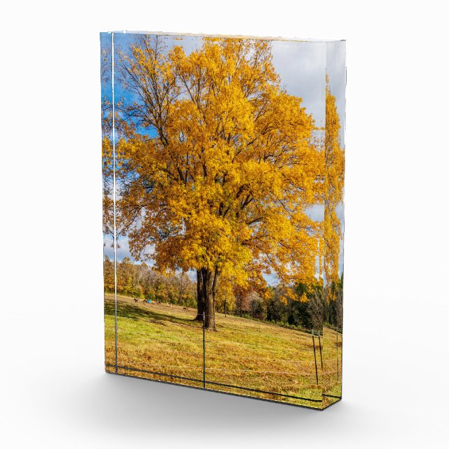 Herbstgelber Ahorn Fotoblock (Rechts)