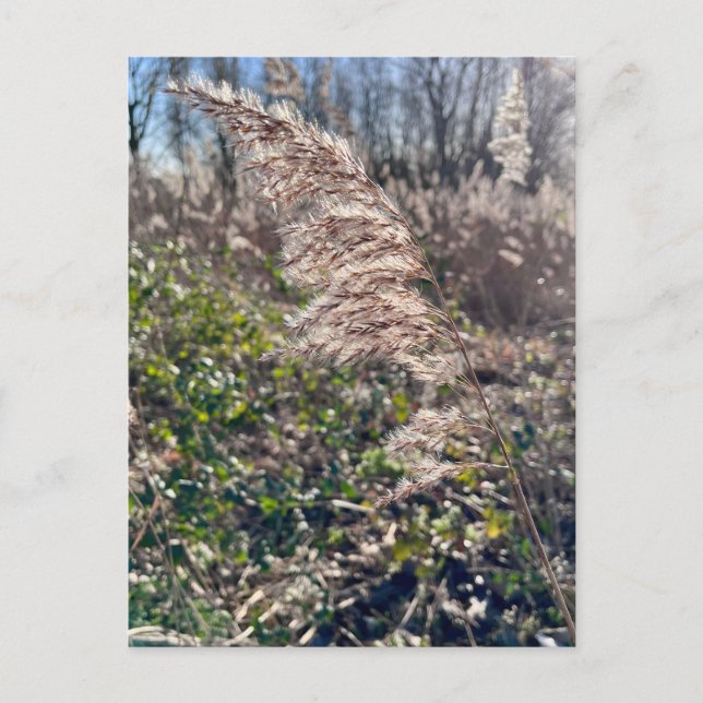 Herbstglück.. Postkarte (Vorderseite)