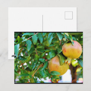 Herbstgranatäpfel Postkarte