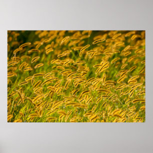 Herbstgras Poster
