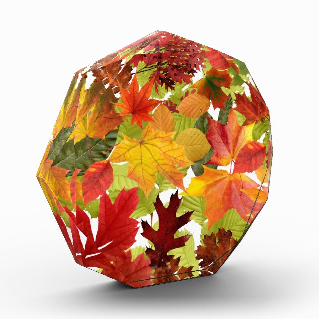 HerbstHerbstlaube Fotoblock (Links)