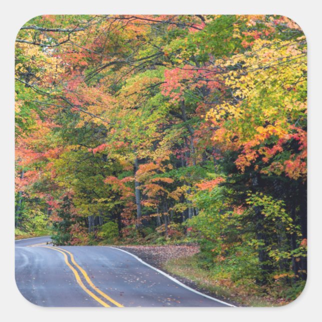 Herbstkanopie auf dem Highway 41 2 Quadratischer Aufkleber (Vorderseite)