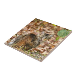Herbstkatze Fliese