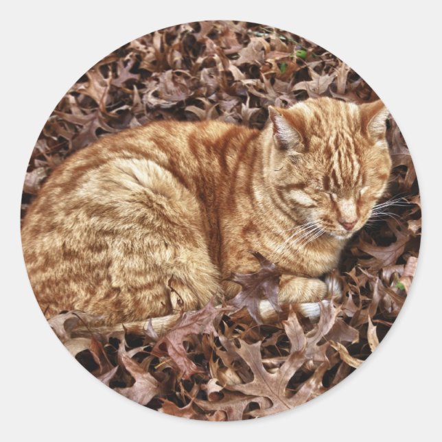 Herbstkatze Runder Aufkleber (Vorderseite)