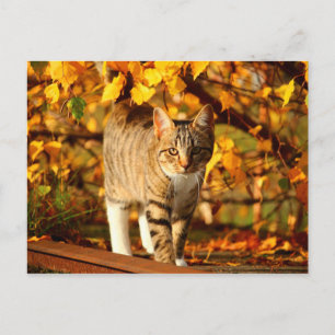 Herbstkatzenpostkarte Postkarte