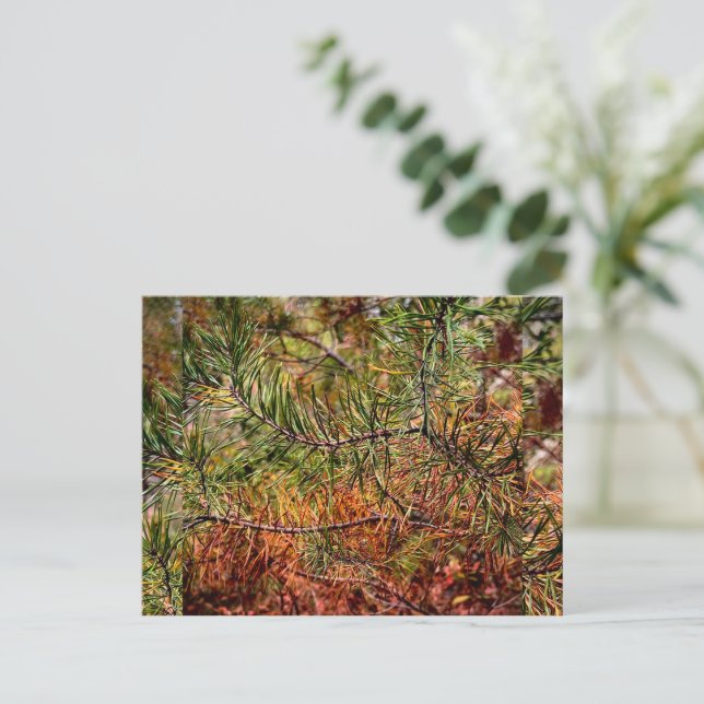 Herbstkiefernadeln  feiertagspostkarte (Stehend Vorderseite)