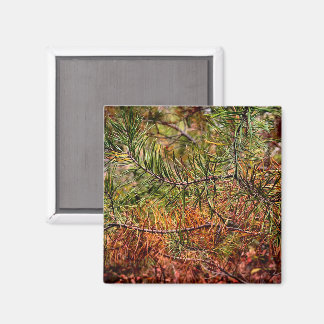 Herbstkiefernadeln  magnet