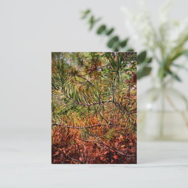 Herbstkiefernadeln Postkarte (Stehend Vorderseite)