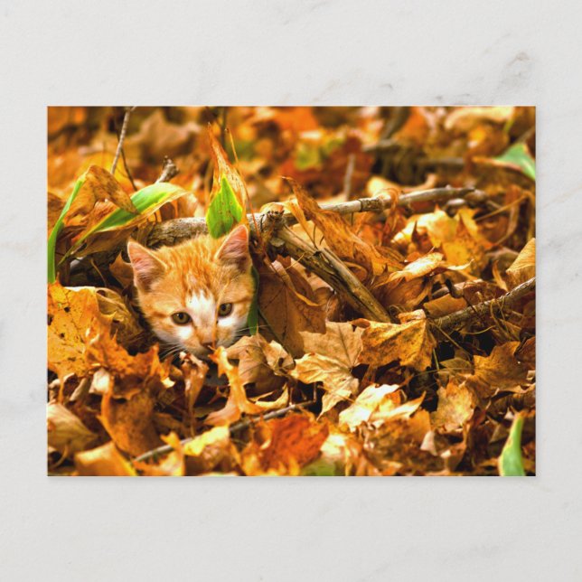 Herbstkitt Postkarte (Vorderseite)