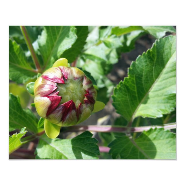 Herbstknospe Fotodruck (Vorne)