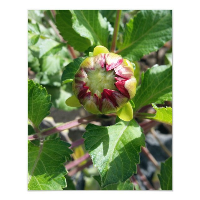 Herbstknospe Fotodruck (Vorne)