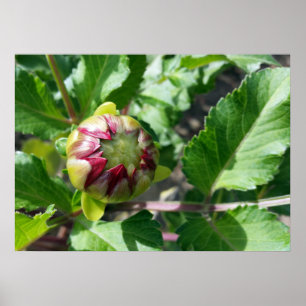 Herbstknospe Poster