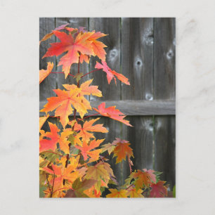 Herbstkontraste Postkarte