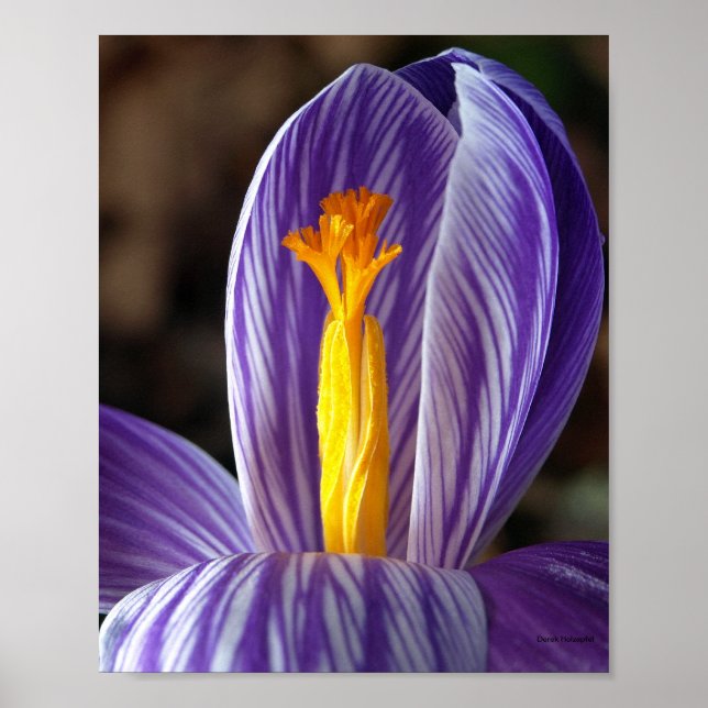 Herbstkrokus - Poster (Vorne)