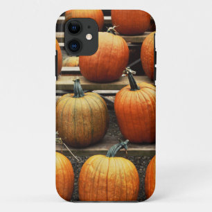 Herbstkürbisse Case-Mate iPhone Hülle