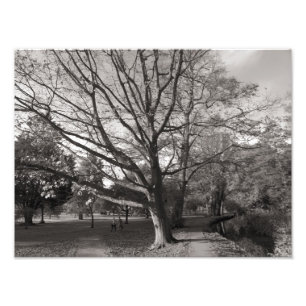 Herbstlandschaft, Bute Park, Cardiff Fotodruck