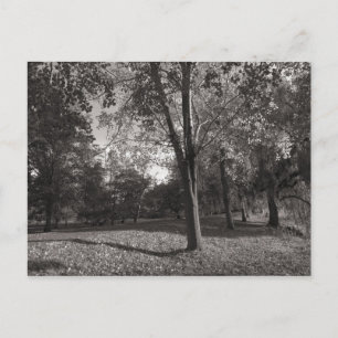 Herbstlandschaft Bute Park Cardiff Postkarte