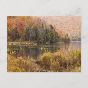 Herbstlandschaft mit See, Vermont, USA 3 Postkarte