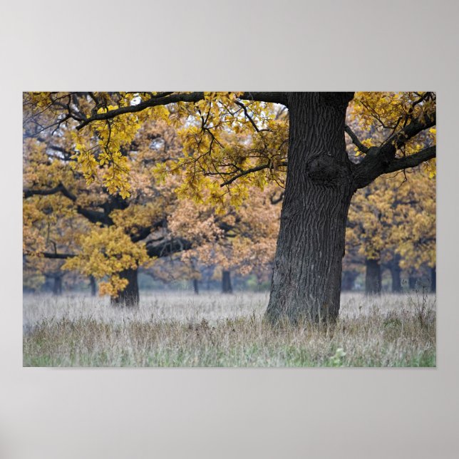 Herbstlandschaft Poster (Vorne)